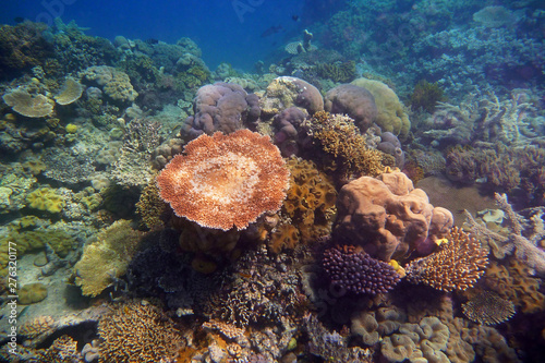 Coral formations, The Great Barrier Reef, Queensland, Australia.