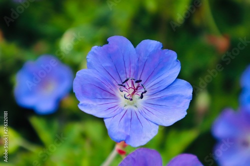 Beautiful blue purple flower blooming in a field garden forrest background botanic
