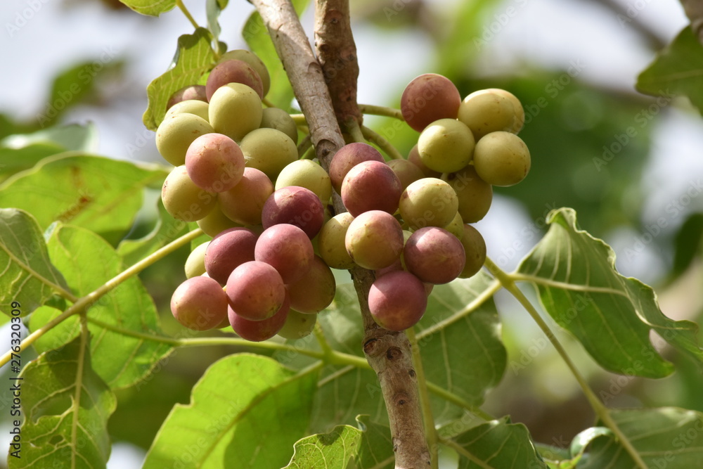 LES RAISONS SAUVAGES  NOURRITURES NATURELLES 