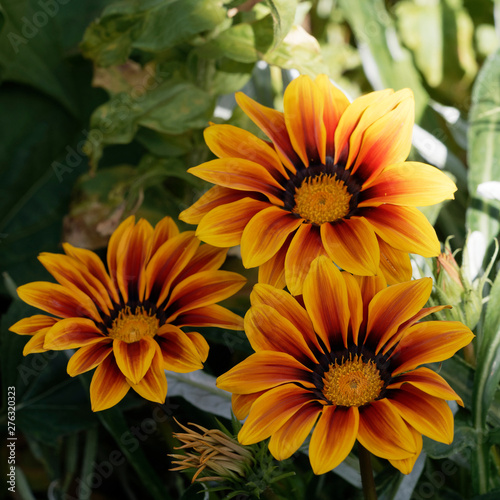 Gazania or treasure flower  Gazania rigens 