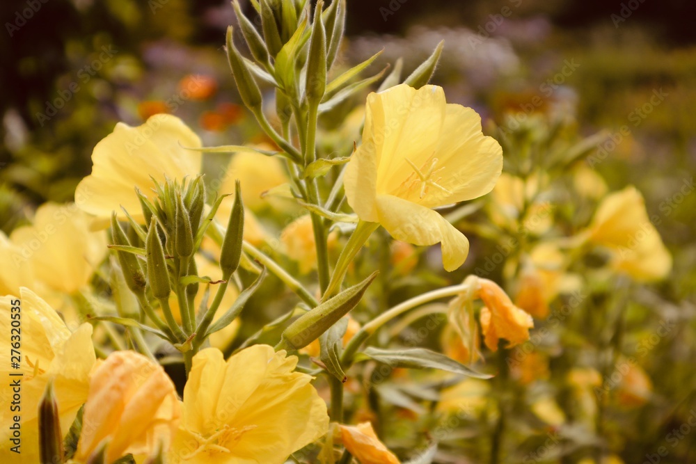 retty beautiful yellow orange flower blooming in a field garden forrest background botanic retty beautiful yellow orange flower blooming in a field garden forrest background botanic