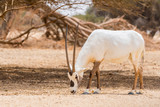 Antelope, the Arabian oryx or white oryx (Oryx leucoryx) in Yotvata Hai Bar Nature Reserve, Israel.