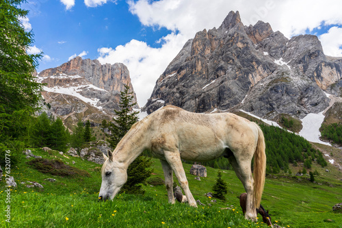 White horse on the background of the Marmolada massif. Val Rosalia, Dolomites, Italy.