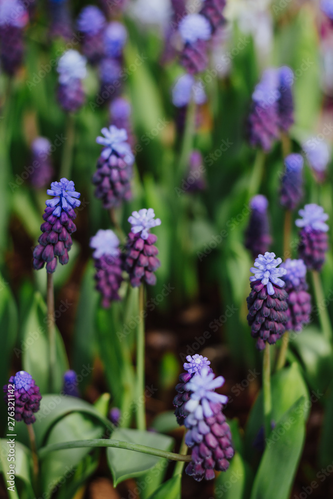 Fototapeta premium Fioletowe kwiaty muscari w spiralnym ogrodzie. Hiacynty winogronowe, Muscari armeniacum