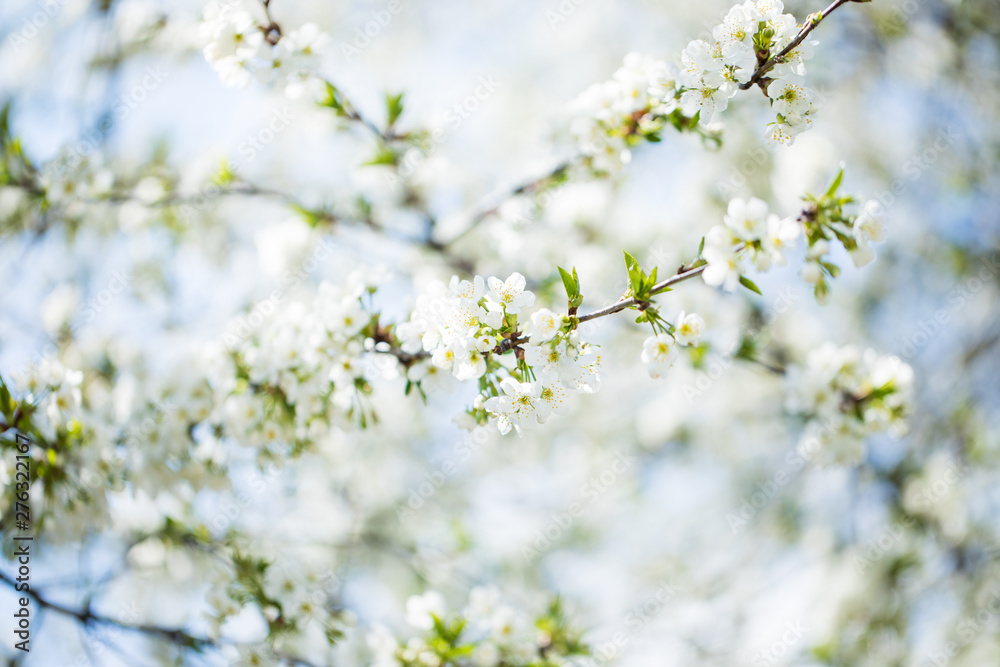 The blooming trees with white flowers on sky background The blooming trees with white flowers on sky background