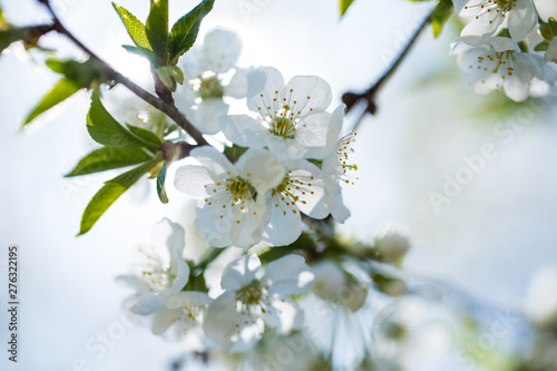 The blooming trees with white flowers on sky background