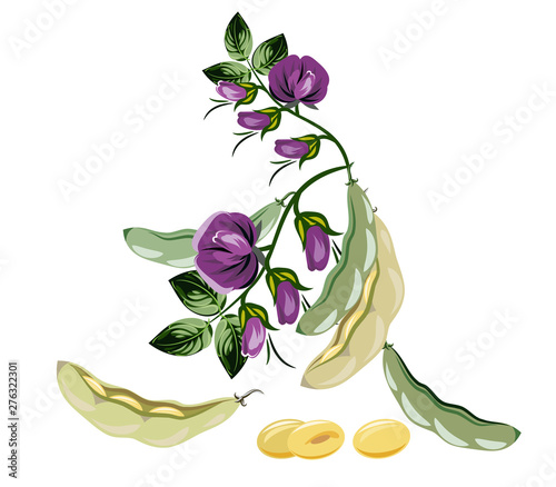Soybean bush with flowers and pea pods
