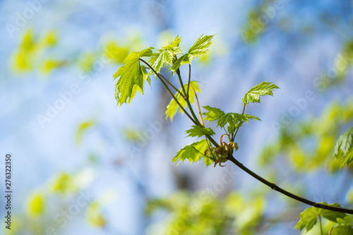 Set of green tree leaves and branches with raindrops on the sky background