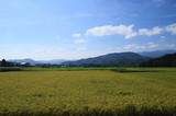 稲が実る晴れの日の田園風景です
