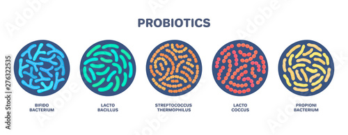 Probiotics. Lactic acid bacterium. Bifidobacterium, lactobacillus, streptococcus thermophilus, lactococcus, propionibacterium Microbiome. Microbiota. Bacteriology. Gastrointestinal health. Vector photo