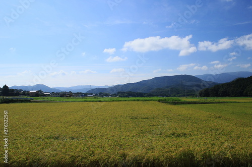 稲が実る晴れの日の田園風景です