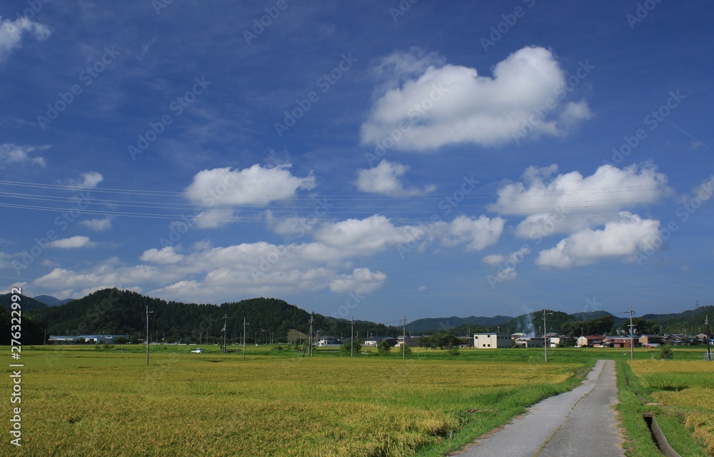 Fototapeta premium 稲が実る晴れの日の田園と一直線に伸びる田んぼ道です