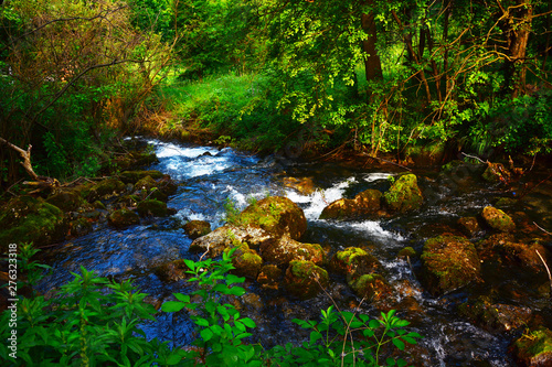 river in the forest © predrag
