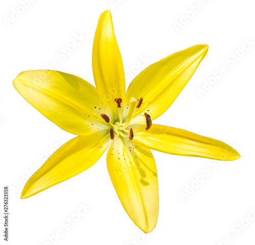  yellow lily on a white background