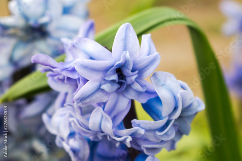 Inflorescence of hyacinth purple close-up