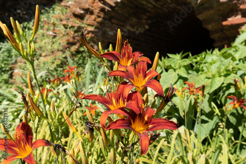 Day Lilies in bloom