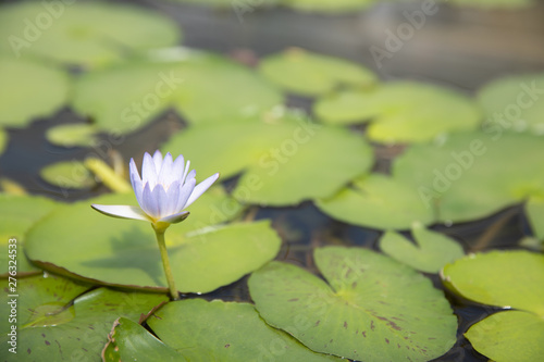 closeup of young single petal water lily in pond.