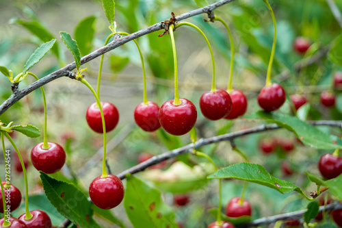Ripe cherry berries on a branch close up.