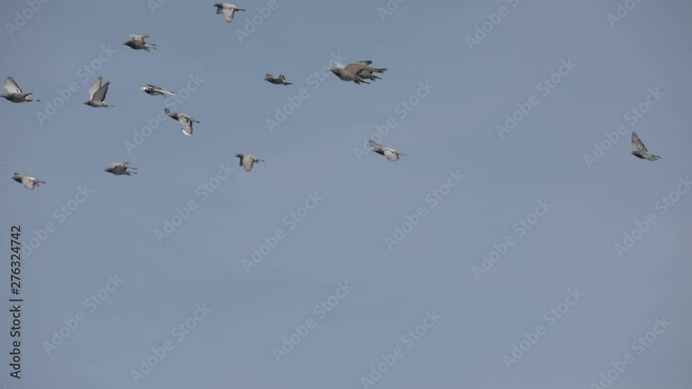 flock of speed racing pigeon bird flying flock of speed racing pigeon bird flying