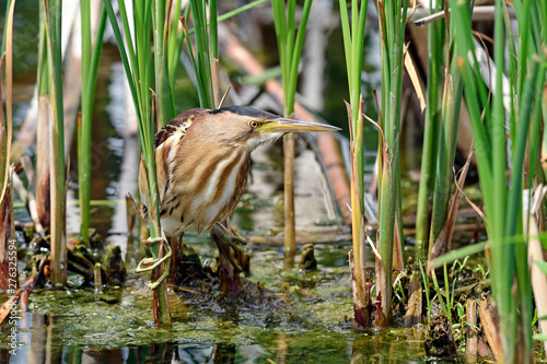 Zwergdommel (Ixobrychus minutus) - Little bittern photo