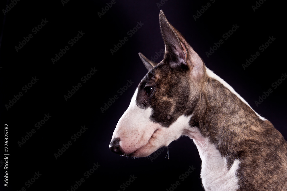 Dog breed mini bull terrier portrait on a black background in profile - obrazy, fototapety, plakaty 