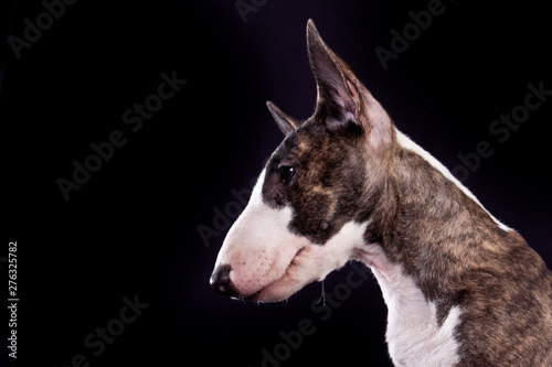 Leinwand Poster Dog breed mini bull terrier portrait on a black background in profile