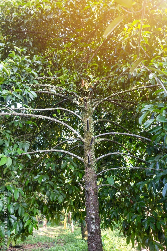 Fototapeta premium Mangosteen tree with morning warm light, nature concept background, tropical Thailand