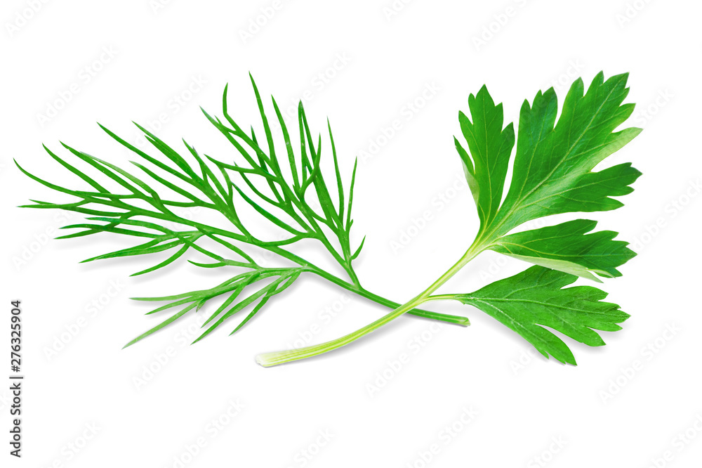 Dill and Parsley Isolated on White. Fresh Dill Herb and Parsley Leaf, Full Depth of Field Dill and Parsley Isolated on White. Fresh Dill Herb and Parsley Leaf, Full Depth of Field
