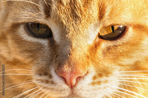 Portrait of a ginger cat close up.