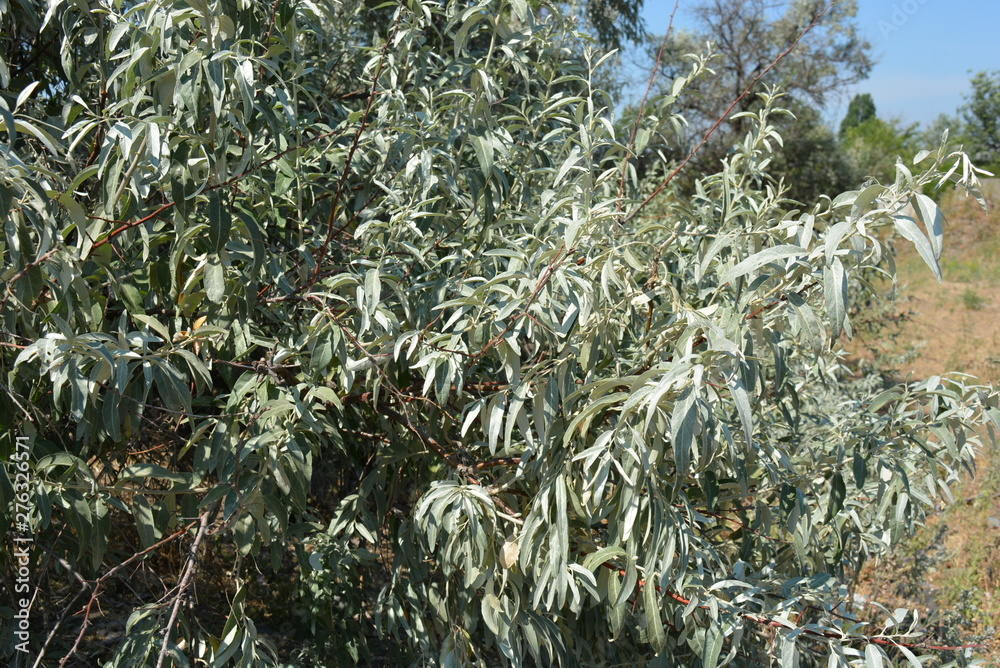 Beautiful oblong frosted leaves of Russian olive. Very beautiful and interesting tree of Elaeagnus angustifolia with branches. Beautiful oblong frosted leaves of Russian olive. Very beautiful and interesting tree of Elaeagnus angustifolia with branches.