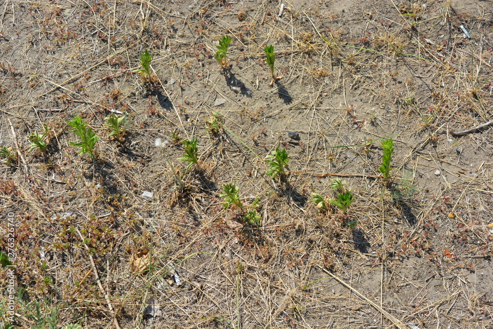 Green bright weeds on the ground with a cement background. Green bright weeds on the ground with a cement background.