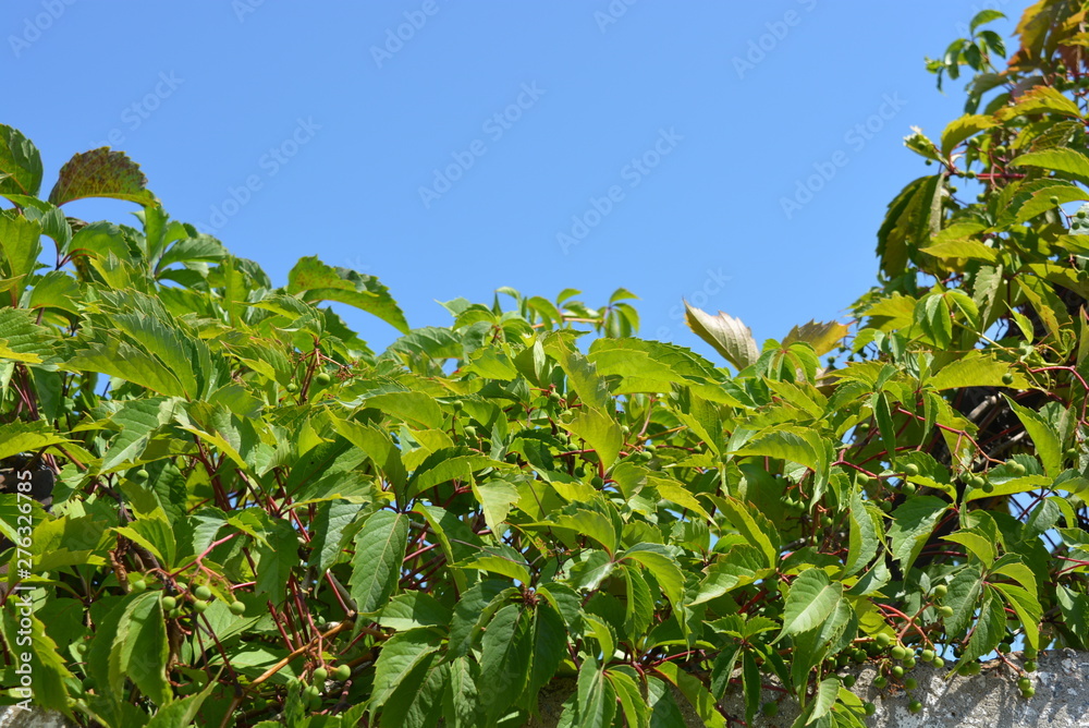 Beautiful green leaves and branches of parthenocissus with fruits, grapes on a blue sky.