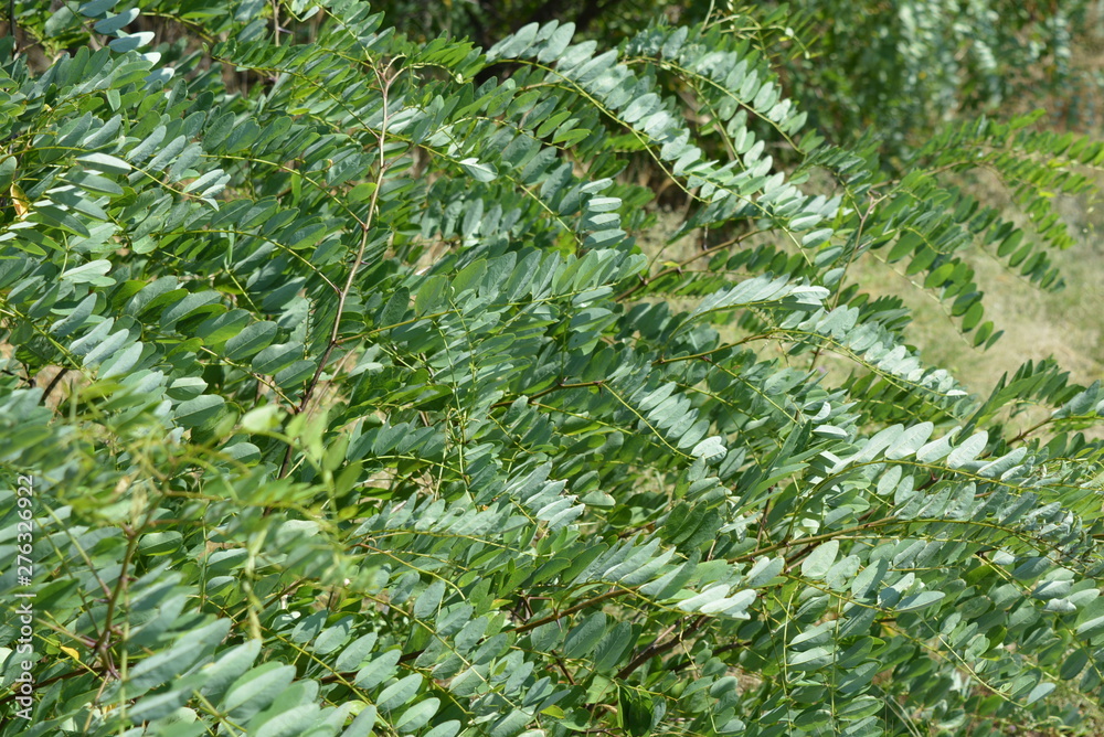 The green branches of an acacia tree lean in the wind. Unusual green leaf background made of tilted leaves.