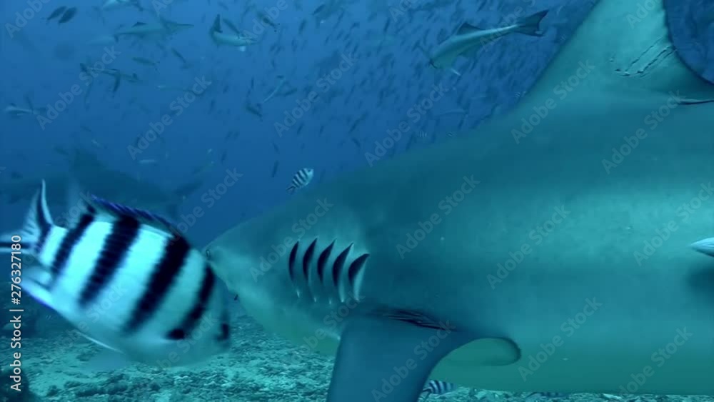 Gray bull shark eats from hands of man underwater Pacific Ocean Tonga