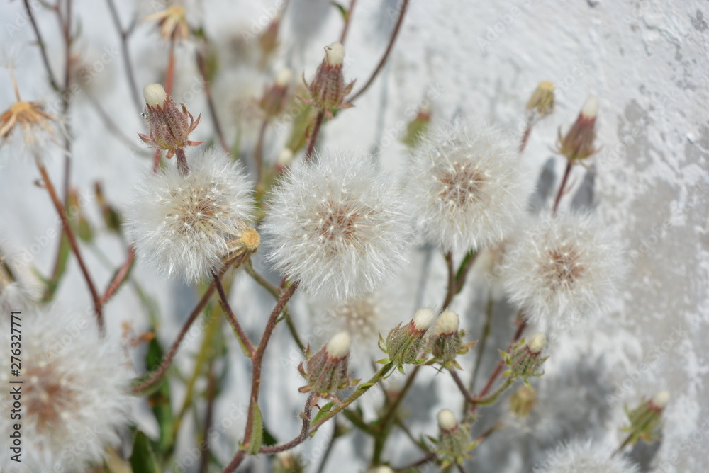 Unusual air flowers, ripe dandelions against a white building fence.