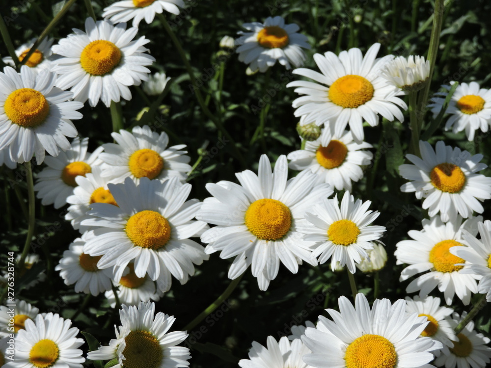 Obraz premium daisies on green background