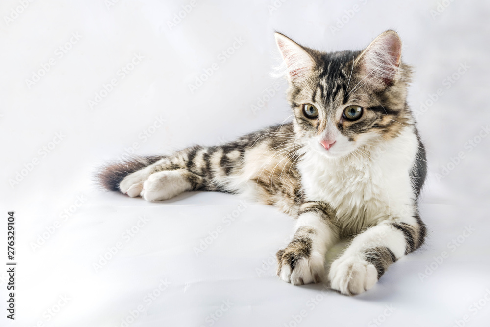 Domestic cat. Little cute tabby kitten on a white background.
