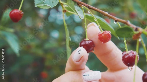 girl's hand removes from the branch red juicy cherries after the rain