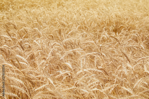 Golden yellow wheat ears on field against the blue sky. The rye crop (Secale cereale) close-up. Secale cereale field close up