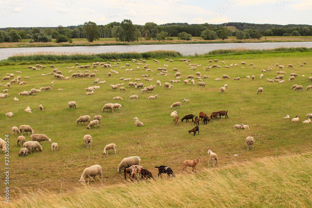 Deichpflege an der Oder bei Hohensaaten Deichpflege an der Oder bei Hohensaaten