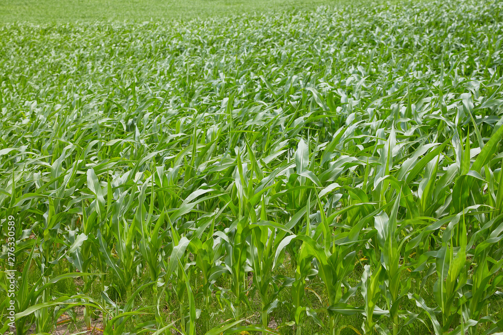 Row of green corn (maize) growing in the field in summer. Fresh organic green corn plantation. Natural maize grow in rows