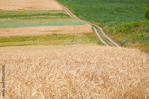 Secale cereale field with countryside road. Rrural road through fields with wheat and maize