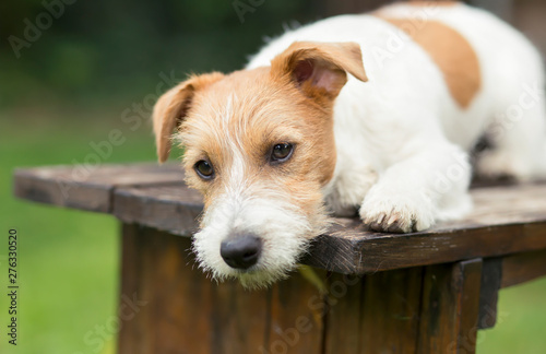 Cute lazy thinking pet dog resting on a wooden bench