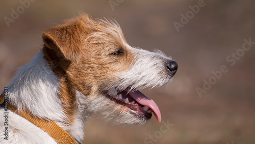 Close-up of a panting cute jack russell pet dog's face, hot summer concept, web banner with copy space