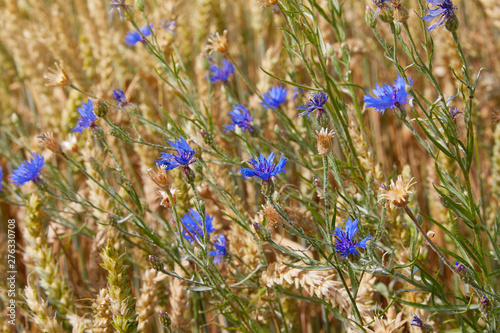 Blue flowers of cornflowers among the golden ripe ears of wheat in the field, close up