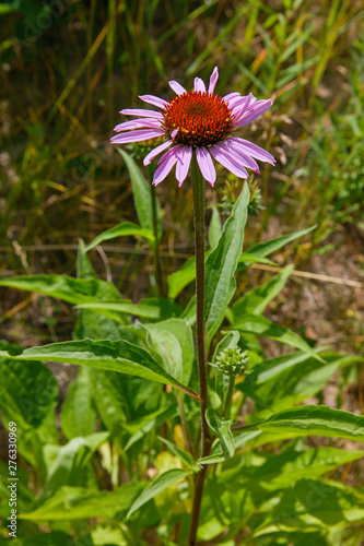 Single flower of Coneflower  Echinacea angustifolia. Close up of pink Echinacea flower