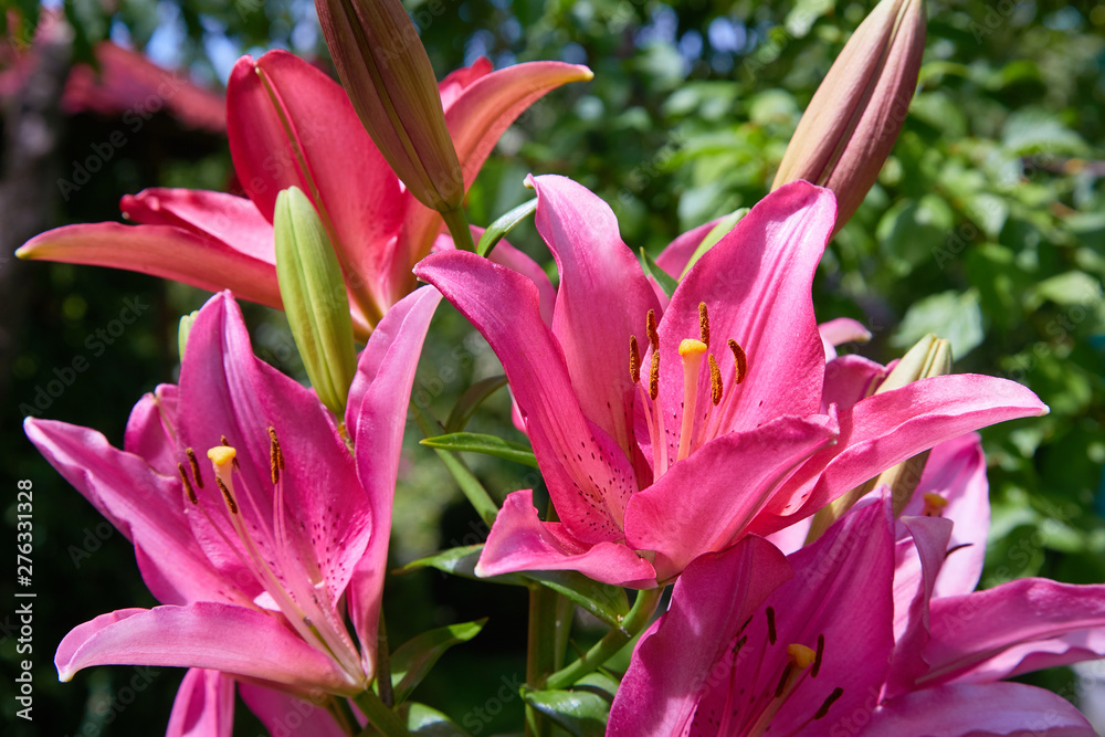 Vibrant pink or magenta lily flower on natural background. Summer background. Vibrant pink or magenta lily flower on natural background. Summer background.