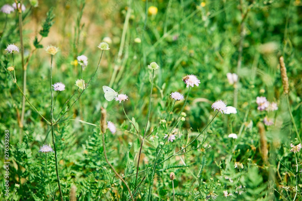 White cabbage butterfly on a meadow White cabbage butterfly on a meadow