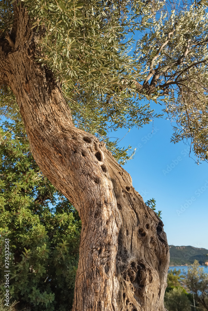 Fototapeta premium Old olive tree trunk, roots and branches