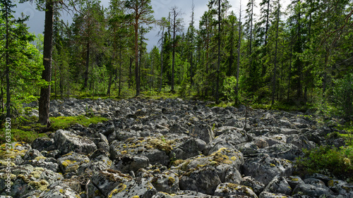 Stone scree in the northern forest photo